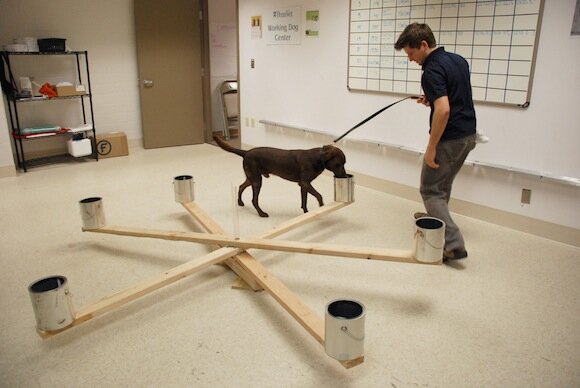  Einer der Hunde in der Ausbildung