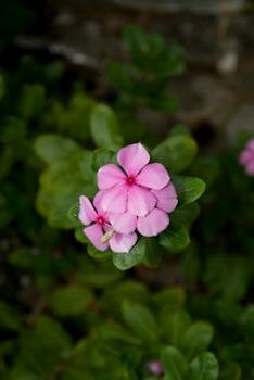  Madagaskar Immergrün , eine rosa Blume