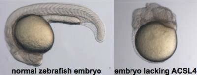  Zebrafischembryonen