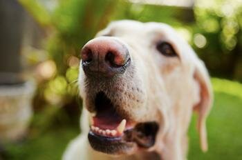  Close-up eines Hundes Gesicht