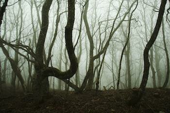  Misty Wald in der Mitte der Winter-