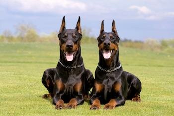  2 Dobermann in einem Feld liegen