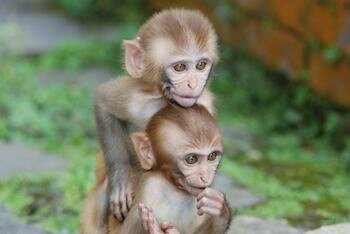  Baby- Affen spielen