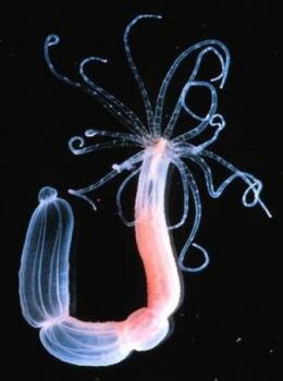  Nematostella vectensis