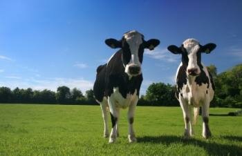  zwei Kühe stehen in einem Feld