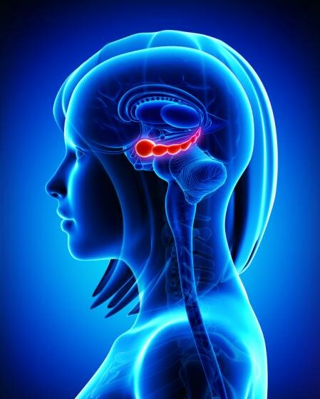  Diagramm, das die Lage des Hippocampus im Gehirn