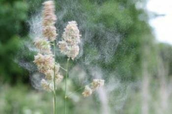  Hahnen - Fuß Mitteilungen Pollen