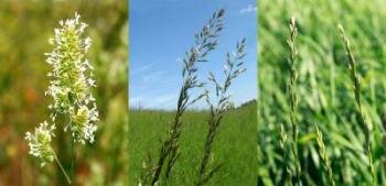  Drei Beispiele für Grasarten