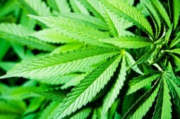  Marihuana- Blätter
