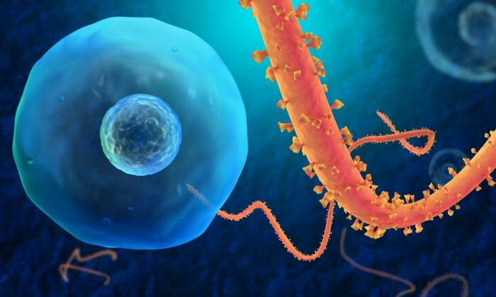  Darstellung des Ebola-Virus