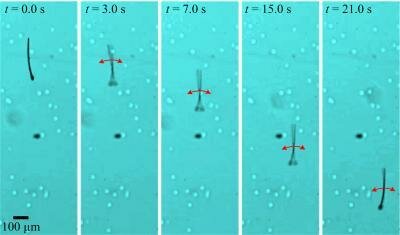  MagnetoSperm Swim