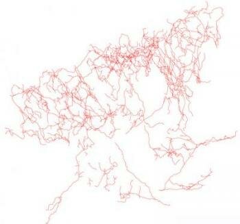  Zweige eines Cholinerge Neuron