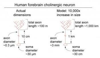  Relative Dimensionen eines Menschen Cholinerge Neuron