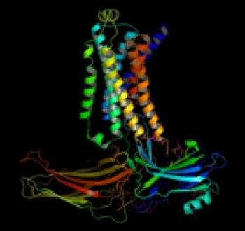  Ein Strukturmodell des Beta2 -adrenergen Rezeptor arrestin Signaling Complex