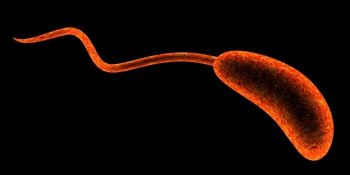  Illustration der Cholera -Bakterium