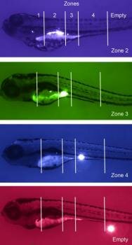  Zebrafish Models Replizieren CHD8 Mutation