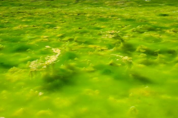  Grünalgen im Wasser schwimmende