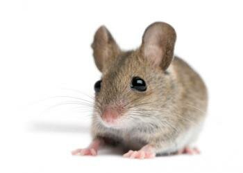  Maus