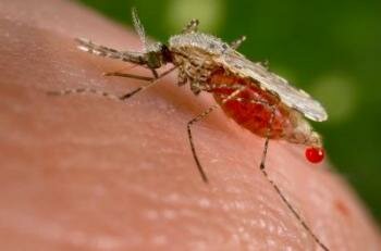  Anopheles stephensi