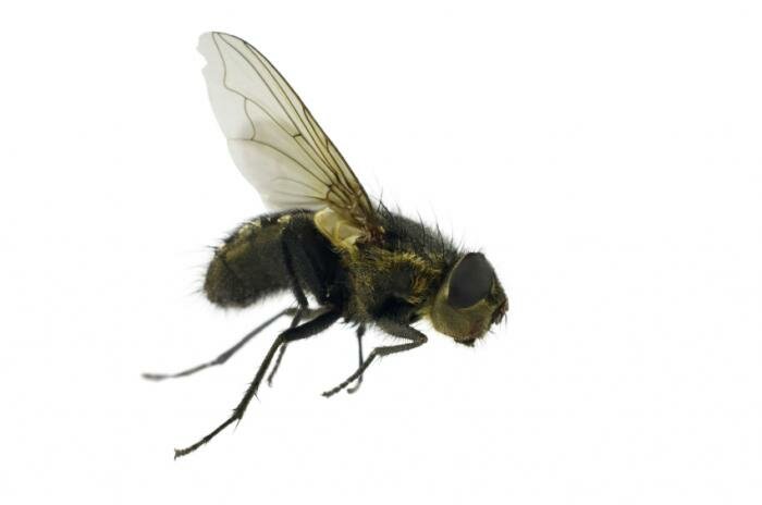  fliegen