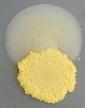  Drug Resistant ' Epimutants '