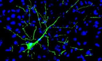  transplantierten Neuronen
