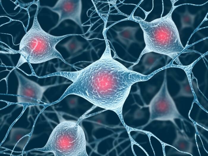  Neuronen