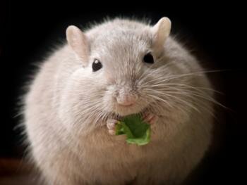  Fett Maus
