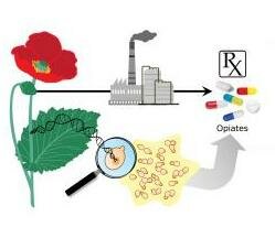  Bio- Produktion von Opioid- Schmerzmittel