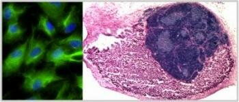  Erste Arbeits Orgel der Welt in einem Tier gezüchtet von Lab - Erstellt Cells