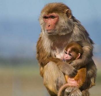  Mutter und Kind Rhesusaffe am California National Primate Research Center an der UC Davis
