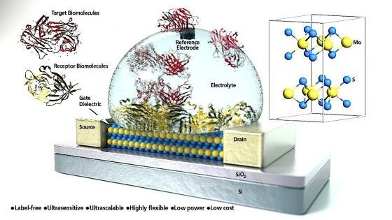  Molybdändisulfid -Feldeffekttransistor Biosensor