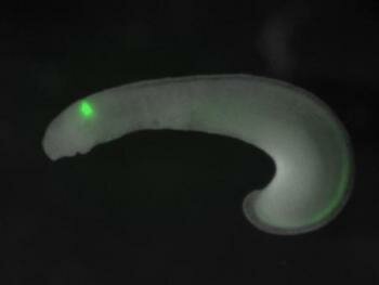  Neunauge Embryo