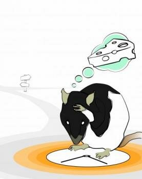  Das Verständnis der neuronalen Grundlagen von Vertrauen in das Gehirn