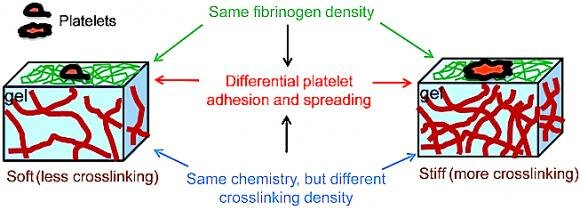  Thrombozyten Verbreitung