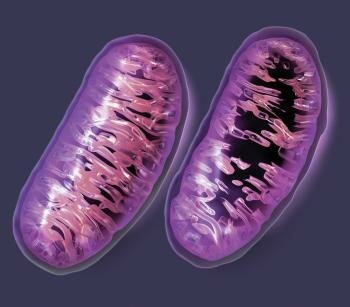  Die innere Membran jedes Mitochondrium enthält Scheidungs ​​Falten als Cristae bekannt