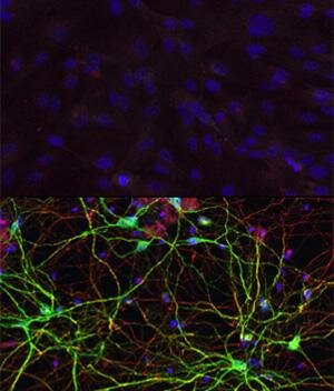  Hautzellen und Neuronen