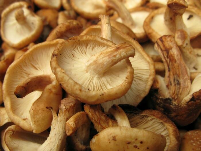  Shiitake-Pilze