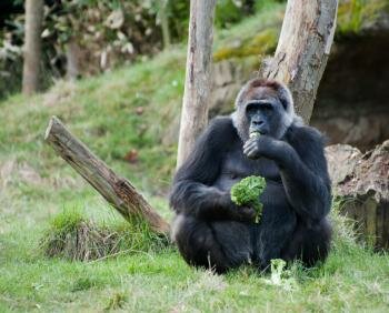  Gorilla Essen