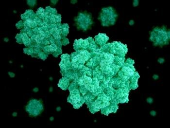  Bild des Norovirus